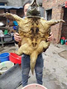 警惕！大鳄龟入侵中国，放生是主因（大鳄龟中国有吗）