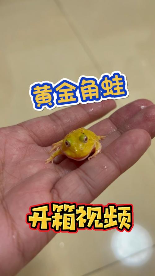 黄金角蛙温度要求,幼体更敏感(宠物黄金蛙适应温度) 黄金角蛙温度要求,幼体更敏感(宠物黄金蛙适应温度)