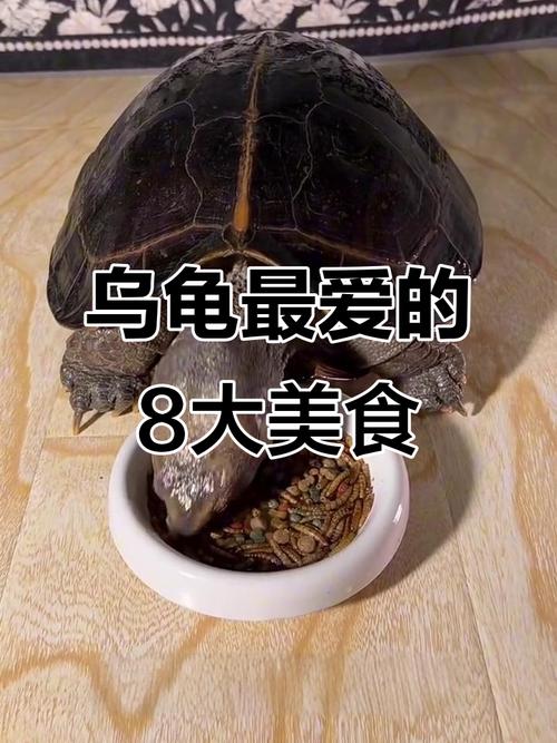 乌龟爱吃什么?鱼虫蚯蚓营养好(乌龟最爱吃的10种食物图片) 乌龟爱吃什么?鱼虫蚯蚓营养好(乌龟最爱吃的10种食物图片)