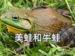 安全健康之选！（养殖蜻蛙和野生蜻蛙有什么区别）