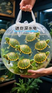 混养深水龟鱼，乐趣加倍！（不咬观赏鱼的深水龟）