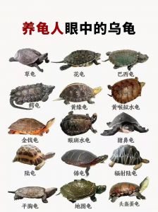 乌龟品种多，皮实红耳黄缘选一个！（乌龟品种图片大全）