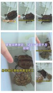 龟是责任，别乱放生，找有经验的人收养（乌龟一旦养了就不能扔）