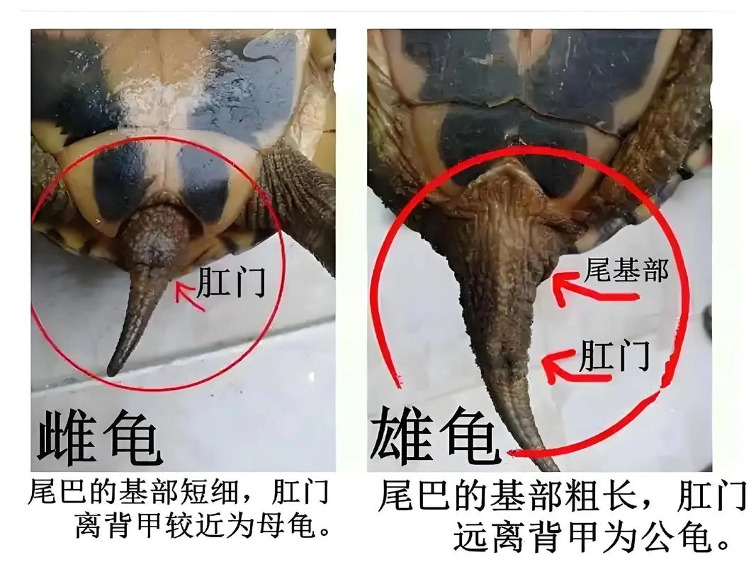 巴西龟公母辨别方法(乌龟公母怎么看) 巴西龟公母辨别方法(乌龟公母怎么看)