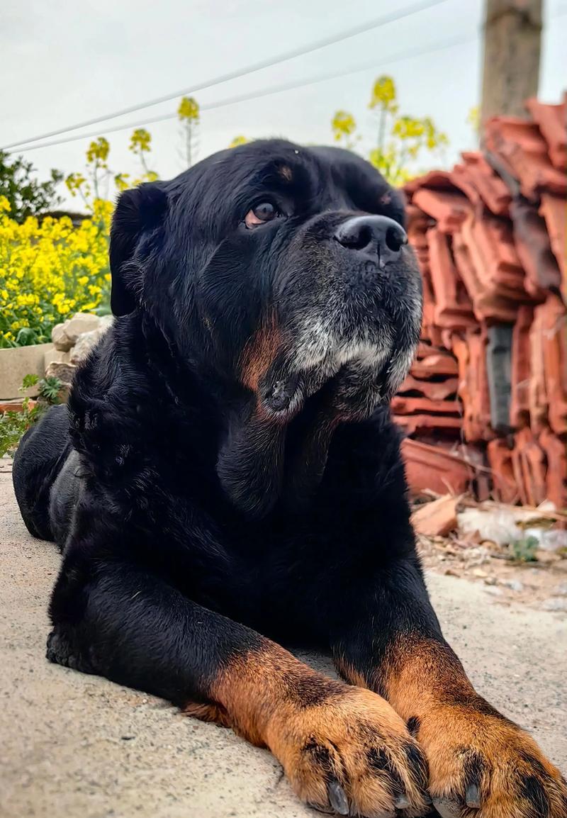 大型犬威猛又亲人,养前多了解(大型狗宠物照片图片) 大型犬威猛又亲人,养前多了解(大型狗宠物照片图片)