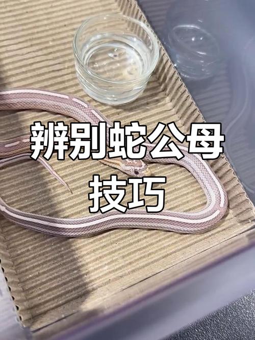 宠物蛇认主靠气味,非情感关联(宠物蛇会认主人吗) 宠物蛇认主靠气味,非情感关联(宠物蛇会认主人吗)
