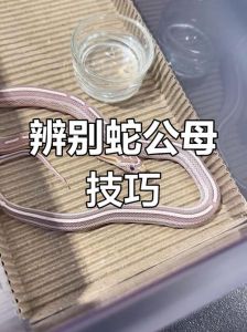 宠物蛇认主靠气味，非情感关联（宠物蛇会认主人吗）