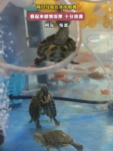 石块拍水变色纹（乌龟在爱情里代表什么）