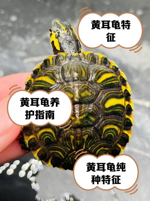 黄耳龟混养与识别技巧(深水黄耳龟是哪里的品种) 黄耳龟混养与识别技巧(深水黄耳龟是哪里的品种)
