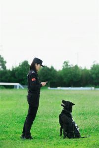 科学养宠新风尚（美女宠物犬训练学校）