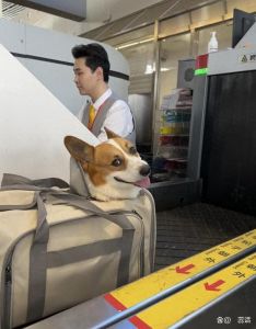 带宠坐飞机？看这里！（宠物能不能带上飞机）