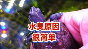 龟缸水质差？勤换水加强过滤！（养乌龟的水为什么很臭）