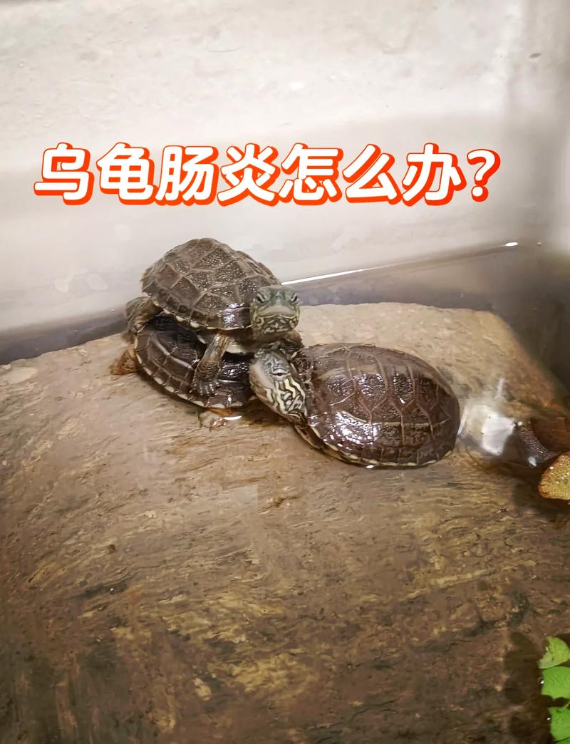 龟便异常?注意环境饮食防生病(宠物龟粪便啥样) 龟便异常?注意环境饮食防生病(宠物龟粪便啥样)