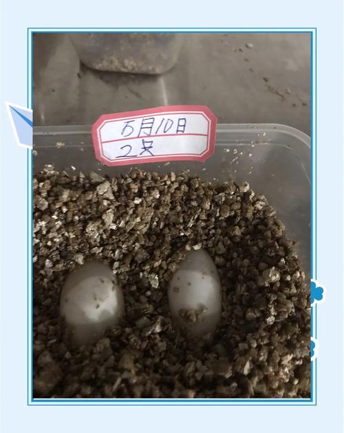 龟蛋孵化要控温控湿,细节决定成败(大鳄龟蛋的孵化技巧) 龟蛋孵化要控温控湿,细节决定成败(大鳄龟蛋的孵化技巧)