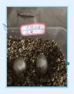 龟蛋孵化要控温控湿，细节决定成败（大鳄龟蛋的孵化技巧）