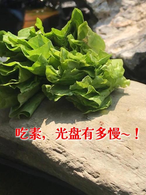 养护要点(有只吃素的乌龟吗) 养护要点(有只吃素的乌龟吗)