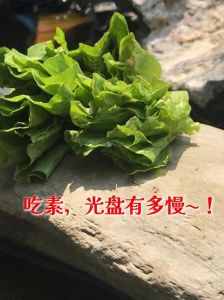 养护要点（有只吃素的乌龟吗）