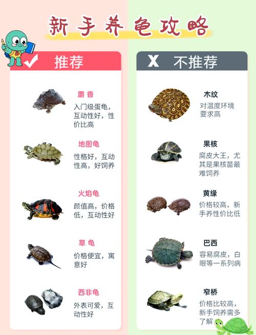 巴西龟好养吗？养龟容器与喂食要点（宠物龟怎么养）