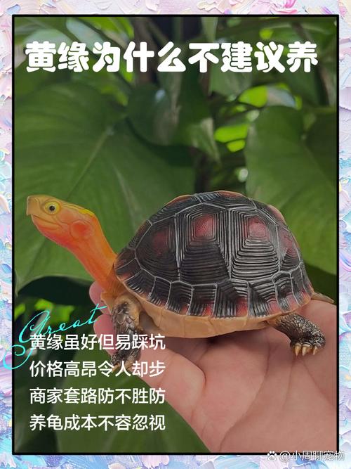阳台黄缘龟水陆环境,减少排泄烦恼(黄缘龟养在阳台拉屎怎么解决) 阳台黄缘龟水陆环境,减少排泄烦恼(黄缘龟养在阳台拉屎怎么解决)