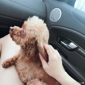 抵制低俗营销，维护尊严与道德底线（某宠物p图女性）