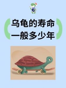 乌龟背甲纹路看年龄？（十几岁的乌龟代表人多少岁）