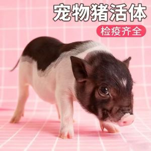 小香猪萌翻网络，饲养需爱心与责任（长不大的宠物猪是什么品种）
