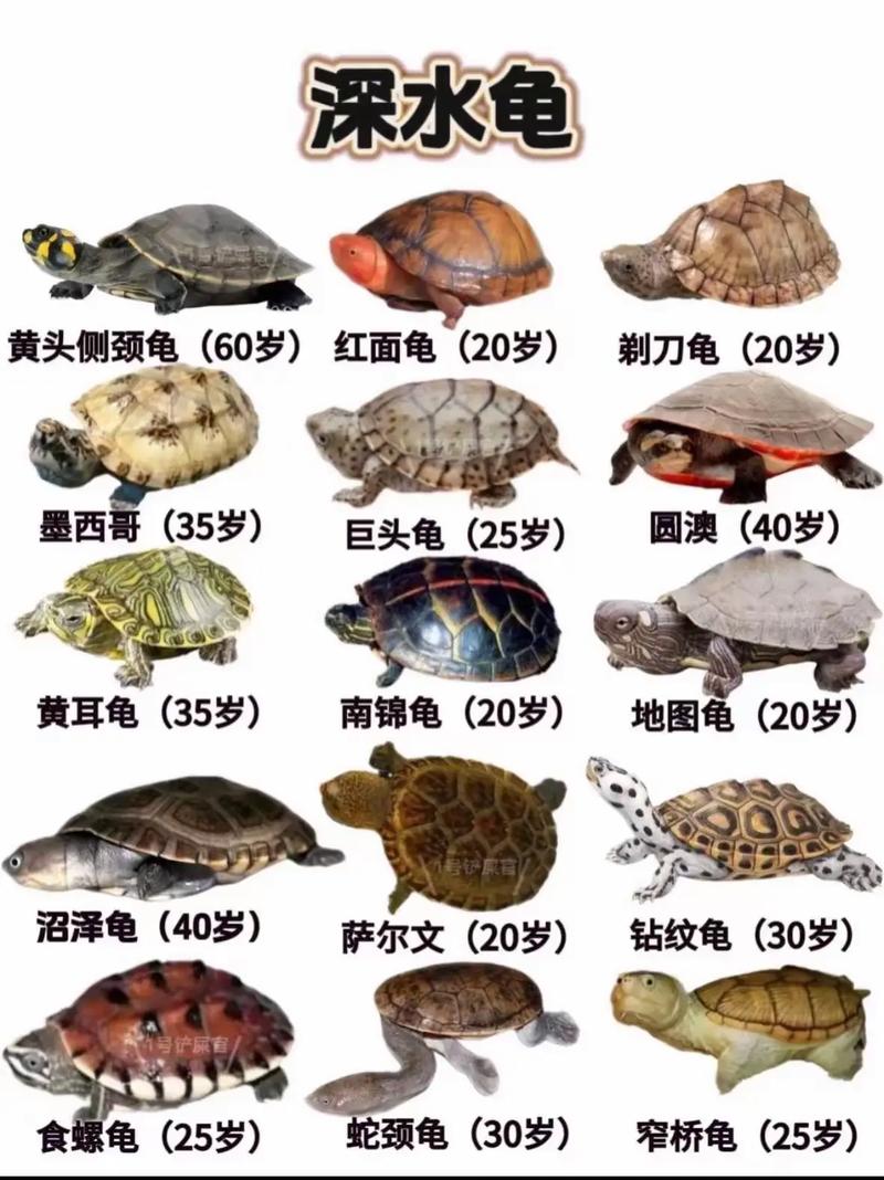 名贵乌龟种类多价格高,保护动物很重要!(名贵乌龟排行) 名贵乌龟种类多价格高,保护动物很重要!(名贵乌龟排行)