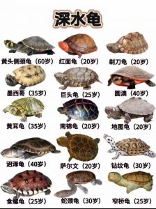 名贵乌龟种类多价格高，保护动物很重要！（名贵乌龟排行）