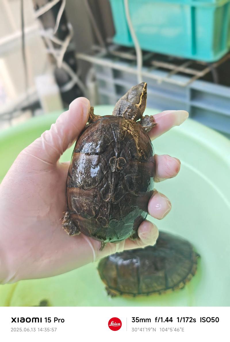 乌龟几岁下蛋?看品种和性别(乌龟养多久开始下蛋) 乌龟几岁下蛋?看品种和性别(乌龟养多久开始下蛋)