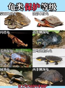 深水龟无需频繁晒背，水中即可合成维生素D3（不用晒背的深水龟有哪些品种）
