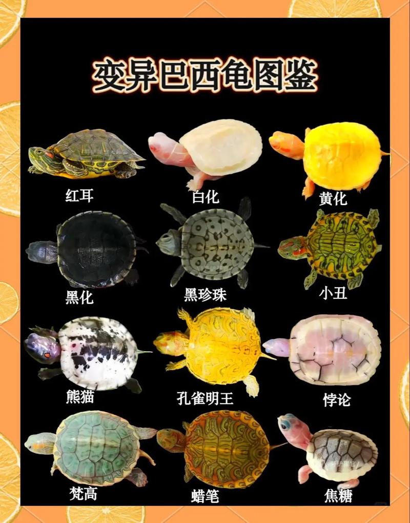 蛋龟易养,半水龟互动,市场前景好(养殖什么龟前景最好) 蛋龟易养,半水龟互动,市场前景好(养殖什么龟前景最好)