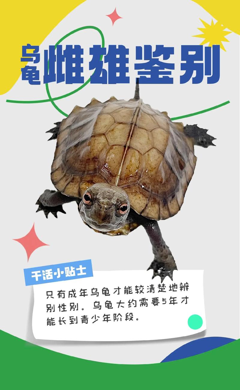 看腹甲颜色泄殖孔等细节(公乌龟和母乌龟的区别图片) 看腹甲颜色泄殖孔等细节(公乌龟和母乌龟的区别图片)