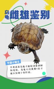 看腹甲颜色泄殖孔等细节（公乌龟和母乌龟的区别图片）