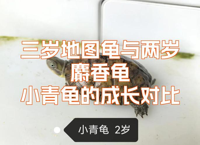 龟初期高冷正常，适应后渐亲近（小青龟和地图龟哪个互动性好）