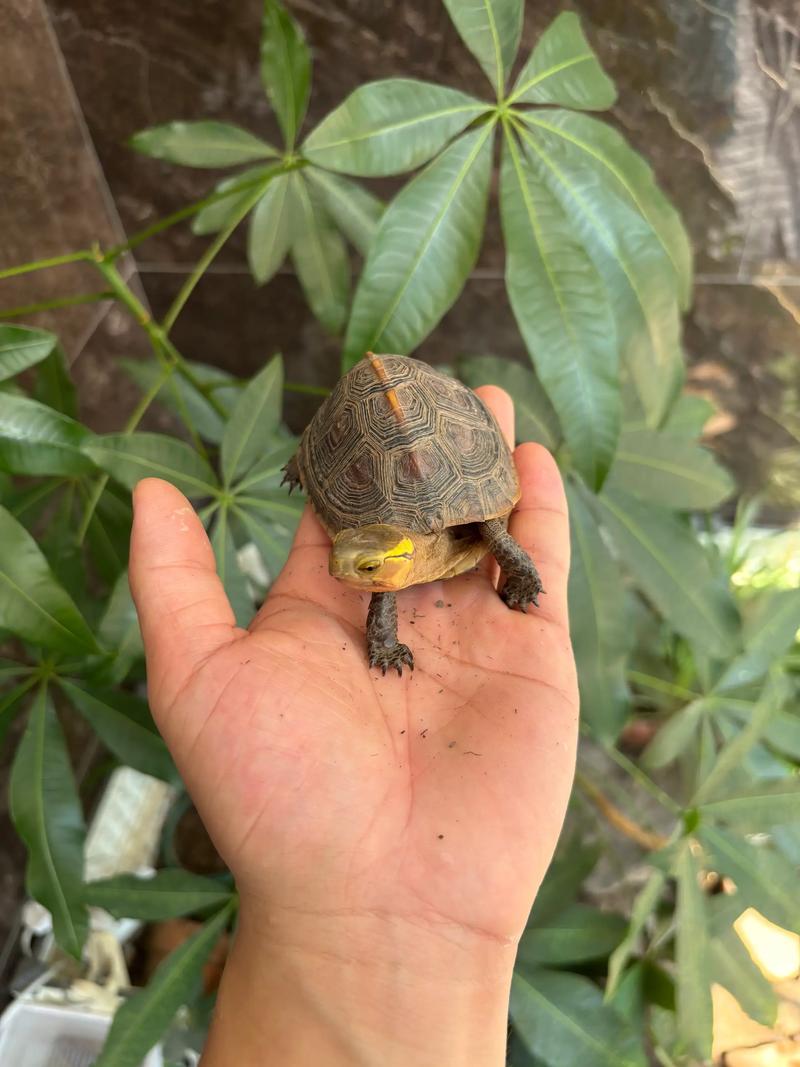 多种迷你乌龟,小巧珍贵,需关注保护(长不大的龟有哪些) 多种迷你乌龟,小巧珍贵,需关注保护(长不大的龟有哪些)