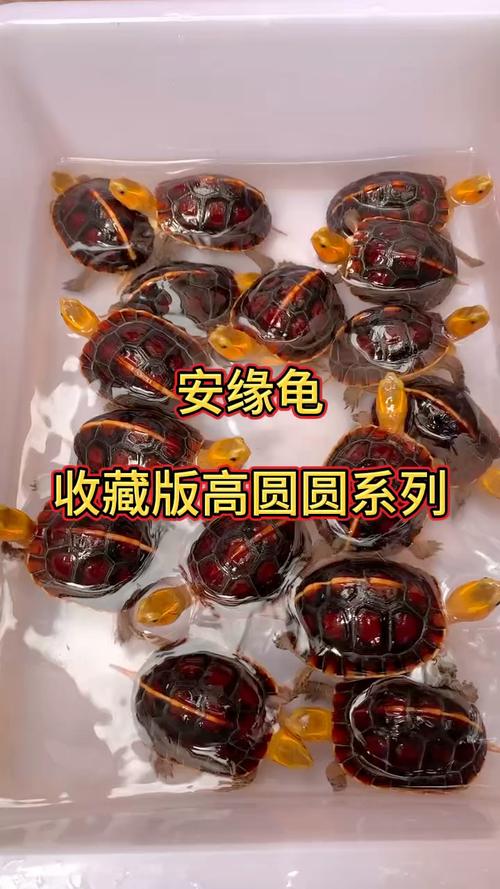 互动好又性价比高(有什么互动性好又性价比高的乌龟) 互动好又性价比高(有什么互动性好又性价比高的乌龟)