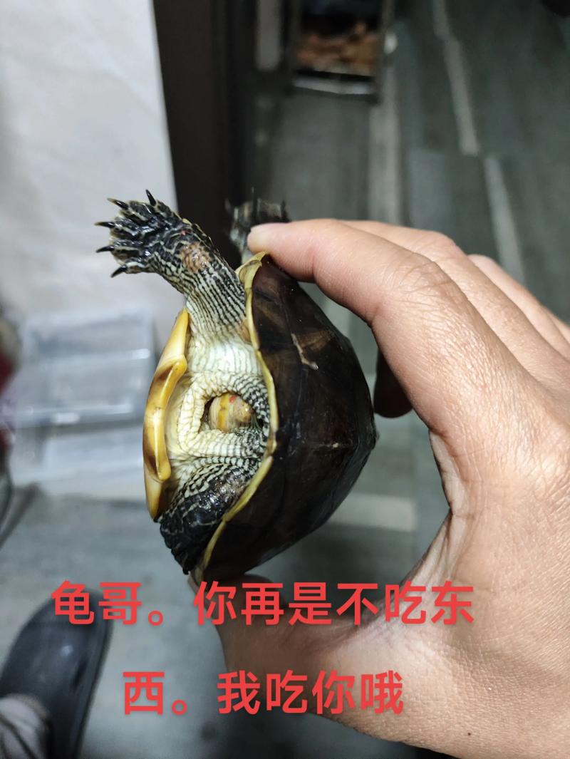 乌龟拒食怎么办?环境稳定水温合适!(小龟怎么什么都不吃) 乌龟拒食怎么办?环境稳定水温合适!(小龟怎么什么都不吃)