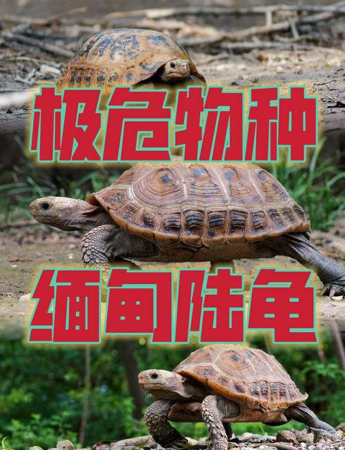 辐射赫曼苏卡达红腿,哪个更适合你?(宠物陆龟哪种好养) 辐射赫曼苏卡达红腿,哪个更适合你?(宠物陆龟哪种好养)