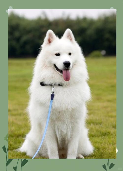 狗狗种类多，分享你家汪！（宠物犬大全）