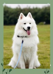 狗狗种类多，分享你家汪！（宠物犬大全）