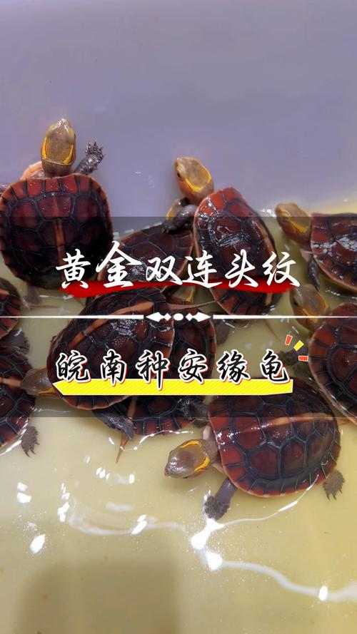 安缘龟与黄缘龟有何区别?(安缘龟和黄缘龟的区别图片) 安缘龟与黄缘龟有何区别?(安缘龟和黄缘龟的区别图片)