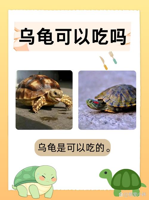 乌龟喂食多样化,荤素搭配勤换水(乌龟吃肉吗还是吃素) 乌龟喂食多样化,荤素搭配勤换水(乌龟吃肉吗还是吃素)
