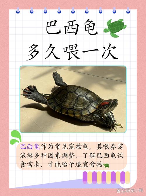 东锦龟巴西龟混养看体型性格(东锦龟和巴西龟可以一起养吗) 东锦龟巴西龟混养看体型性格(东锦龟和巴西龟可以一起养吗)