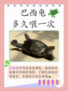 东锦龟巴西龟混养看体型性格（东锦龟和巴西龟可以一起养吗）