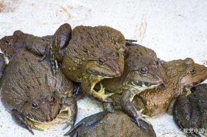 牛蛙猪蛙虎纹蛙，食用安全看方法（食用蛙是哪种）
