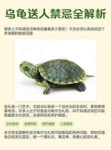 别让它应激受伤（送乌龟的十大忌讳）