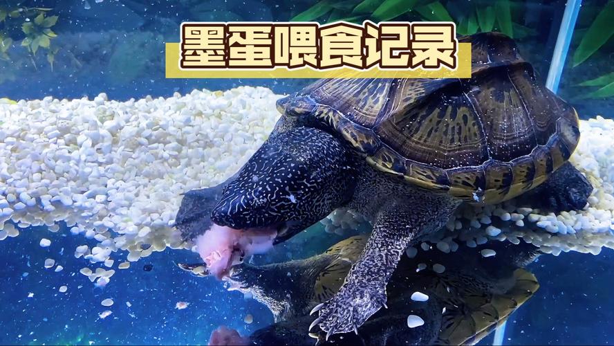 墨西哥蛋龟好养吗?科学饲养要点(墨西哥蛋龟饲养) 墨西哥蛋龟好养吗?科学饲养要点(墨西哥蛋龟饲养)