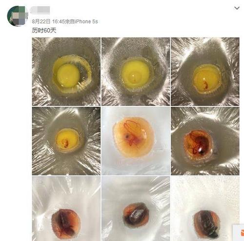 自然与人工方法解析(乌龟蛋孵化全过程步骤图解) 自然与人工方法解析(乌龟蛋孵化全过程步骤图解)