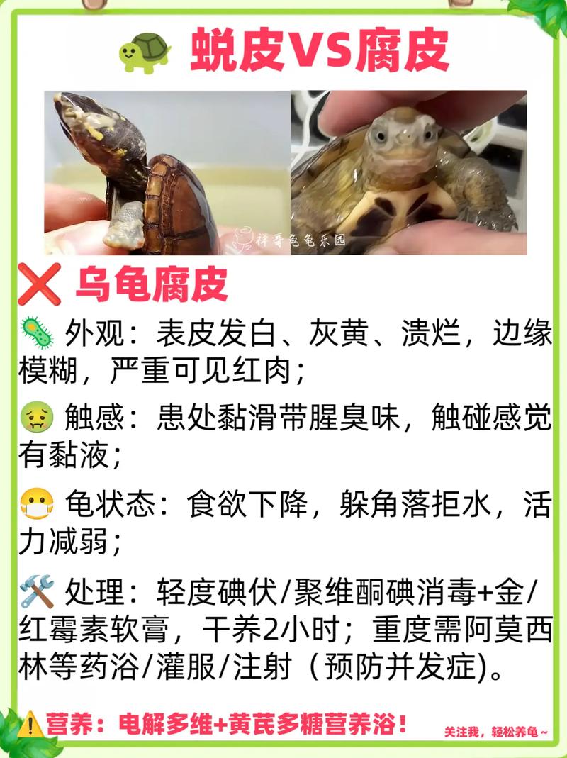 龟壳变厚开裂要当心,正常换壳无需慌(乌龟换壳和烂甲区别图片) 龟壳变厚开裂要当心,正常换壳无需慌(乌龟换壳和烂甲区别图片)