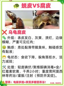 龟壳变厚开裂要当心，正常换壳无需慌（乌龟换壳和烂甲区别图片）